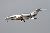 Cele -Noisy Spotters. Click to see full size photo