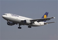 Cele -Noisy Spotters. Click to see full size photo