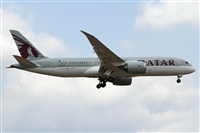 Cele -Noisy Spotters. Click to see full size photo