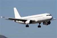 ©Alfonso Solís - Asociación Canary Islands Spotting. Click to see full size photo ©Alfonso Solís - Asociación Canary Islands Spotting. Click to see full size photo