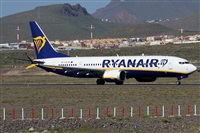 ©Alfonso Solís - Asociación Canary Islands Spotting. Click to see full size photo ©Alfonso Solís - Asociación Canary Islands Spotting. Click to see full size photo