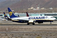 ©Alfonso Solís - Asociación Canary Islands Spotting. Click to see full size photo ©Alfonso Solís - Asociación Canary Islands Spotting. Click to see full size photo