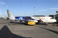 ©La Roche Spotters. Click to see full size photo ©La Roche Spotters. Click to see full size photo