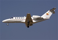 Cele -Noisy Spotters. Click to see full size photo