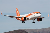 ©Alfonso Solís - Asociación Canary Islands Spotting. Click to see full size photo ©Alfonso Solís - Asociación Canary Islands Spotting. Click to see full size photo