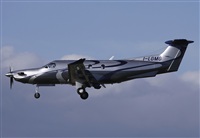 Cele -Noisy Spotters. Click to see full size photo