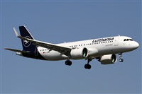 ©Alfonso Solís - Asociación Canary Islands Spotting. Click to see full size photo ©Alfonso Solís - Asociación Canary Islands Spotting. Click to see full size photo