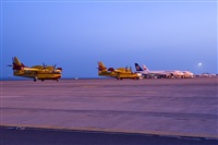 ©Javier de la Cruz - CANARY ISLANDS SPOTTING. Click to see full size photo ©Javier de la Cruz - CANARY ISLANDS SPOTTING. Click to see full size photo