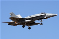 ©Alfonso Solís - Asociación Canary Islands Spotting. Click to see full size photo ©Alfonso Solís - Asociación Canary Islands Spotting. Click to see full size photo