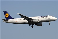 ©Alfonso Solís - Asociación Canary Islands Spotting. Click to see full size photo ©Alfonso Solís - Asociación Canary Islands Spotting. Click to see full size photo