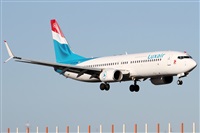 ©Alfonso Solís - Asociación Canary Islands Spotting. Click to see full size photo ©Alfonso Solís - Asociación Canary Islands Spotting. Click to see full size photo
