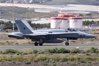 ©Alfonso Solís - Asociación Canary Islands Spotting. Click to see full size photo ©Alfonso Solís - Asociación Canary Islands Spotting. Click to see full size photo