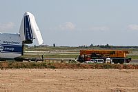 Cele -Noisy Spotters. Click to see full size photo