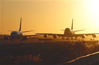 Cele -Noisy Spotters. Click to see full size photo
