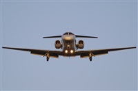 Cele -Noisy Spotters. Click to see full size photo