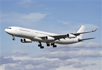 Cele -Noisy Spotters. Click to see full size photo