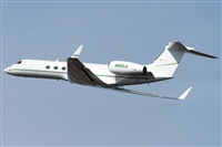 Cele -Noisy Spotters. Click to see full size photo