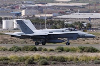 ©Alfonso Solís - Asociación Canary Islands Spotting. Click to see full size photo ©Alfonso Solís - Asociación Canary Islands Spotting. Click to see full size photo