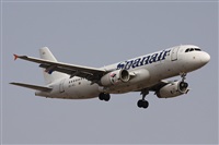 ©Alfonso Solís - Asociación Canary Islands Spotting. Click to see full size photo ©Alfonso Solís - Asociación Canary Islands Spotting. Click to see full size photo