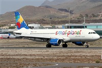 ©Alfonso Solís - Asociación Canary Islands Spotting. Click to see full size photo ©Alfonso Solís - Asociación Canary Islands Spotting. Click to see full size photo