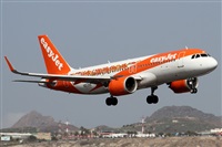 ©Alfonso Solís - Asociación Canary Islands Spotting. Click to see full size photo ©Alfonso Solís - Asociación Canary Islands Spotting. Click to see full size photo