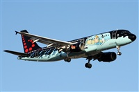 ©Alfonso Solís - Asociación Canary Islands Spotting. Click to see full size photo ©Alfonso Solís - Asociación Canary Islands Spotting. Click to see full size photo