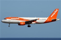 ©Alfonso Solís - Asociación Canary Islands Spotting. Click to see full size photo ©Alfonso Solís - Asociación Canary Islands Spotting. Click to see full size photo