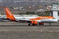 ©Alfonso Solís - Asociación Canary Islands Spotting. Click to see full size photo ©Alfonso Solís - Asociación Canary Islands Spotting. Click to see full size photo