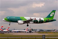 Miguel A. gueda Rguez.  (CANARY ISLANDS SPOTTING). Click to see full size photo