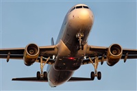 Javier de la Cruz - CANARY ISLANDS SPOTTING. Click to see full size photo