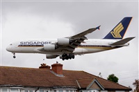 Miguel A. gueda Rguez.  (CANARY ISLANDS SPOTTING). Click to see full size photo