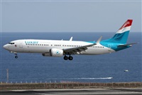 ©Alfonso Solís - Asociación Canary Islands Spotting. Click to see full size photo ©Alfonso Solís - Asociación Canary Islands Spotting. Click to see full size photo