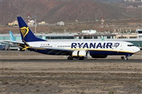 ©Alfonso Solís - Asociación Canary Islands Spotting. Click to see full size photo ©Alfonso Solís - Asociación Canary Islands Spotting. Click to see full size photo