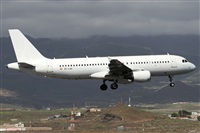 ©Alfonso Solís - Asociación Canary Islands Spotting. Click to see full size photo ©Alfonso Solís - Asociación Canary Islands Spotting. Click to see full size photo