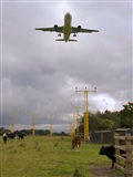 Javier de la Cruz - CANARY ISLANDS SPOTTING. Click to see full size photo