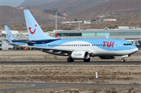 ©Alfonso Solís - Asociación Canary Islands Spotting. Click to see full size photo ©Alfonso Solís - Asociación Canary Islands Spotting. Click to see full size photo