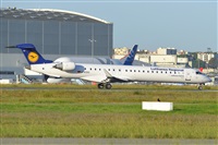 Miguel A. gueda Rguez.  (CANARY ISLANDS SPOTTING). Click to see full size photo