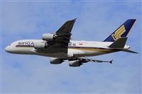 Miguel A. gueda Rguez.  (CANARY ISLANDS SPOTTING). Click to see full size photo