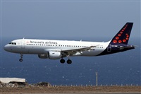 ©Alfonso Solís - Asociación Canary Islands Spotting. Click to see full size photo ©Alfonso Solís - Asociación Canary Islands Spotting. Click to see full size photo