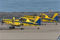 ©Adolfo Bento - Gran Canaria Spotters. Click to see full size photo ©Adolfo Bento - Gran Canaria Spotters. Click to see full size photo