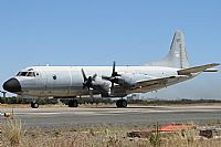 Carlos Moreira  *  PortugalSpotters.org. Click to see full size photo