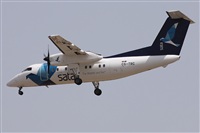 ©Alfonso Solís - Asociación Canary Islands Spotting. Click to see full size photo ©Alfonso Solís - Asociación Canary Islands Spotting. Click to see full size photo