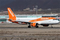 ©Alfonso Solís - Asociación Canary Islands Spotting. Click to see full size photo ©Alfonso Solís - Asociación Canary Islands Spotting. Click to see full size photo