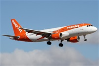 ©Alfonso Solís - Asociación Canary Islands Spotting. Click to see full size photo ©Alfonso Solís - Asociación Canary Islands Spotting. Click to see full size photo