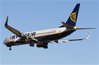 ©Alfonso Solís - Asociación Canary Islands Spotting. Click to see full size photo ©Alfonso Solís - Asociación Canary Islands Spotting. Click to see full size photo