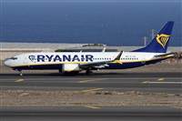 ©Alfonso Solís - Asociación Canary Islands Spotting. Click to see full size photo ©Alfonso Solís - Asociación Canary Islands Spotting. Click to see full size photo