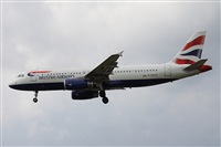 ©Alfonso Solís - Asociación Canary Islands Spotting. Click to see full size photo ©Alfonso Solís - Asociación Canary Islands Spotting. Click to see full size photo