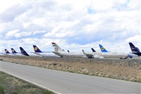 Miguel A. gueda Rguez.  (CANARY ISLANDS SPOTTING). Click to see full size photo