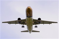 Miguel A. gueda Rguez.  (CANARY ISLANDS SPOTTING). Haz click para ampliar