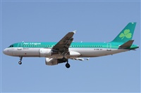 ©Alfonso Solís - Asociación Canary Islands Spotting. Click to see full size photo ©Alfonso Solís - Asociación Canary Islands Spotting. Click to see full size photo